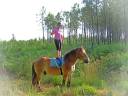 Caballo castrado Ardennes En venta 2021 Café con leche