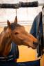 Caballo castrado BWP Caballo de Sangre Belga En venta 2014 Bayo