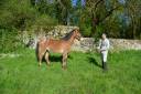 Caballo castrado Origen No Constatado En venta 2020 Appaloosa