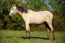 Caballo entero PRE Pura Raza Española En venta 2022 Isabelo por REBELDE XXX