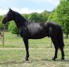 Caballo entero PRE Pura Raza Española En venta 2022 Negro por SENI URANIO