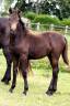 Potranca PFS Poni Françés de Silla En venta 2024 Isabelo por Izar de la Fosse