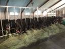 Potranca Mérens En venta 2024 Negro