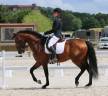 Caballo entero Lusitano En venta 2018 Bayo por Bailarico da Broa