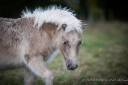 Potro Shetland En venta 2024 Alazán