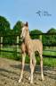Potranca Oldenburgués En venta 2024 Palomino por Qaside MD