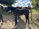 Potranca Silla Francés En venta 2024 Negro
