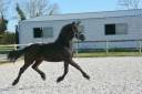 Potranca Frisón En venta 2024 Negro por jehannes 484