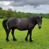 Caballo castrado Origine Constatée En venta 2017 Negro