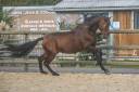 Caballo castrado PRE Pura Raza Española En venta 2019 Bayo