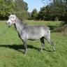 Caballo castrado Origen No Constatado En venta 2019 Tordo