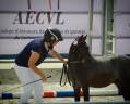 Potro Welsh Part Bred En venta 2022 Roano