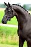 Yegua KWPN Caballo de Deporte Neerlandés En venta 2016 Negro por MORRICONE