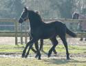 Potro Arabo Frisón En venta 2024 Negro por Zabir Faa El Van De Oosterzanden