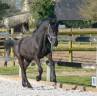 Potro Arabo Frisón En venta 2024 Negro por Zabir Faa El Van De Oosterzanden