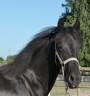 Potro Arabo Frisón En venta 2024 Negro por Zabir Faa El Van De Oosterzanden
