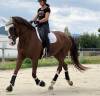 Yegua KWPN Caballo de Deporte Neerlandés En venta 2011 Alazán por OSCAR