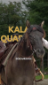 Yegua Quarter Horse En venta 2020 Grullo por JAZ GC DE PLATA