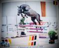 Semental Zangersheide En venta 2022 Tordo por RIO VD ZWARTBLESHOEVE