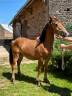 Caballo castrado Media Sangre Arabe En venta 2023 Bayo por AF MANJAROH