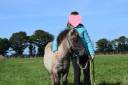 Potro Shetland En venta 2024 Grullo por EXKI DE LA MERLETIERE