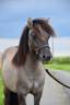 Caballo castrado Shetland En venta 2024 Grullo por EXKI DE LA MERLETIERE