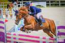 Caballo castrado Silla Francés En venta 2017 Alazán por KANNAN