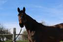 Caballo castrado Silla Francés En venta 2014 Bayo por MAGNUS ROMEO (ARG)