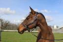 Caballo castrado Silla Francés En venta 2015 Bayo por COLORE (DEU)