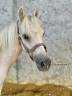 Potro Welsh Part Bred En venta 2023 Palomino por itak de l'ourea