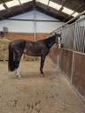 Yegua sBs Caballo de Deporte Belga En venta 2021 Bayo por Calasco van de helle