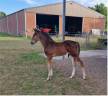 Potro sBs Caballo de Deporte Belga En venta 2025 Bayo por Pifte van het houtemhof