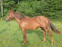 Potro New Forest En venta 2023 Alazán por Heartbreaker O'Mallet