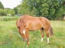 Caballo castrado Silla Francés En venta 2022 Alazán por I Am Semilly