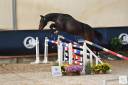 Caballo castrado Silla Francés En venta 2022 Bayo