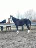 Caballo castrado Arabe En venta 2021 Tordo por GRAFIK ZA