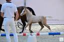 Potro Welsh Part Bred En venta 2024 Palomino