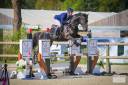 Caballo castrado Silla Francés En venta 2020 Negro por Chilli Willy