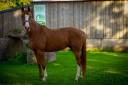 Caballo castrado Origine Constatée En venta 2020 Alazán