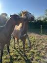 Caballo castrado Media Sangre Arabe En venta 2023 Alazán por JAZZ DE MARJOLAINE, AR