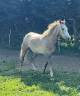 Caballo castrado Media Sangre Arabe En venta 2023 Alazán por JAZZ DE MARJOLAINE, AR