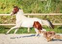 Potranca KWPN Caballo de Deporte Neerlandés En venta 2023 Tobiano por FOR FERRERO