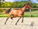 Potranca AES Anglo European Studbook En venta 2022 Bayo por VITALIS