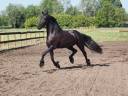 Yegua Frisón En venta 2014 Negro por BEART 411
