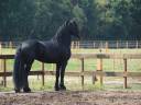 Caballo castrado Frisón En venta 2014 Negro por Thorben 466