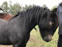 Caballo castrado Dartmoor En venta 2023 Bayo moreno
