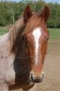 Caballo castrado Tiro Bretón En venta 2017 Alazán roano