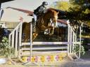 Yegua Poni de Silla Belga En venta 2009 Alazán