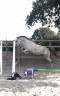 Caballo castrado Zangersheide En venta 2022 Tordo por CABRIO VAN DE HEFFINCK