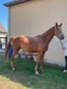 Caballo castrado Silla Francés En venta 2022 Alazán por ORPHEE DE NANTUEL